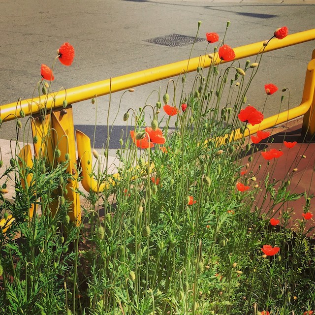 A cluster of red poppies growing alongside a yellow railing.