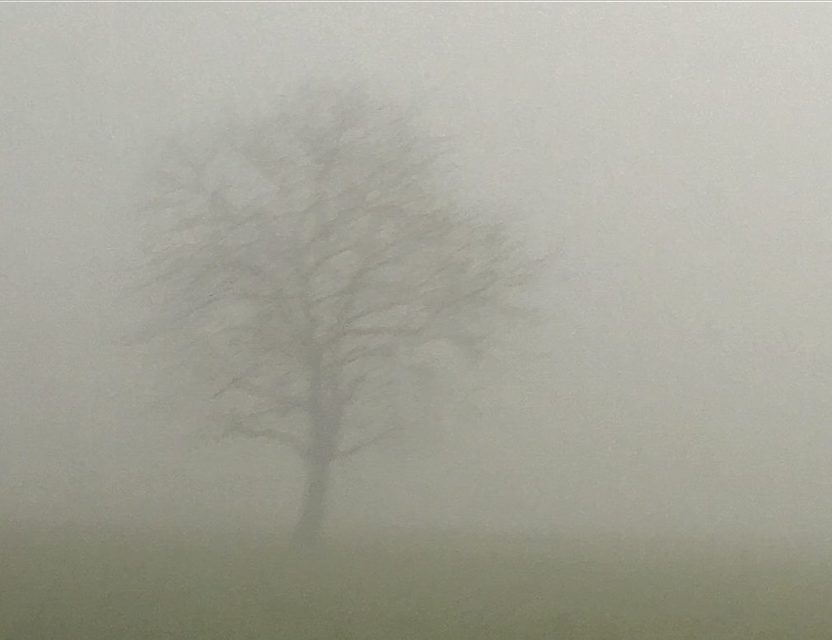 A tree barely visible through fog.