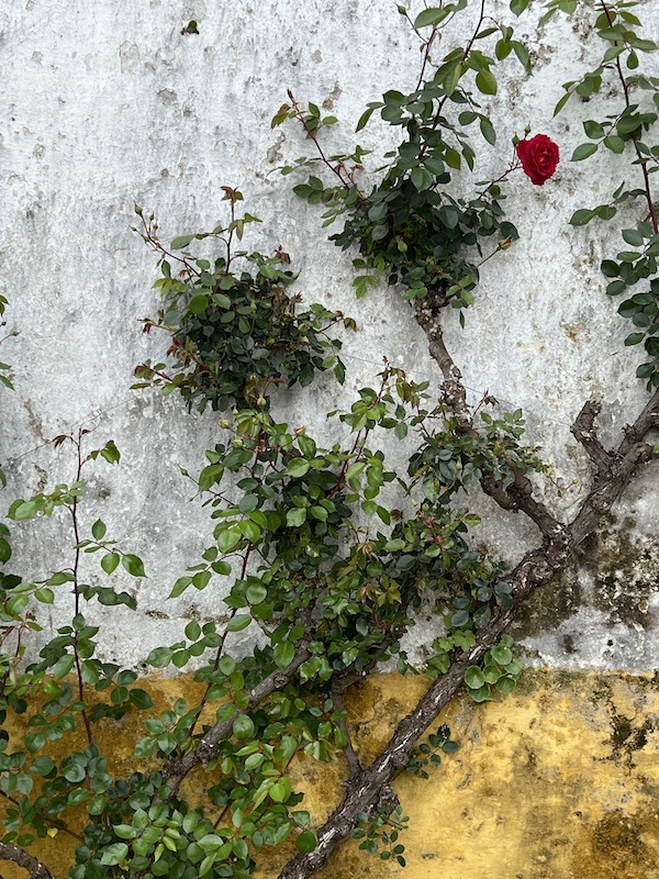 A closer look at the red rose.