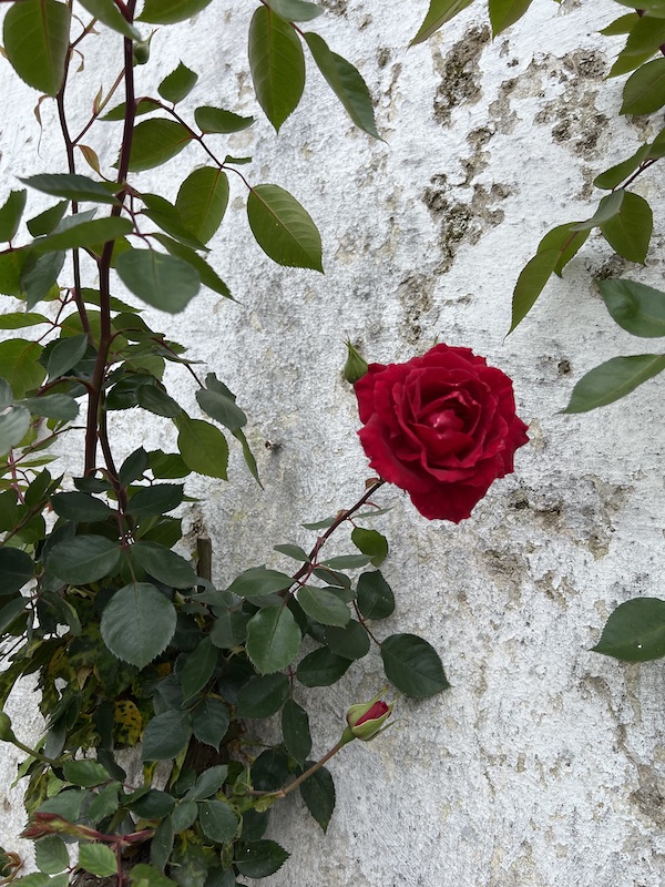 A close up look at the rose reveals its beauty.